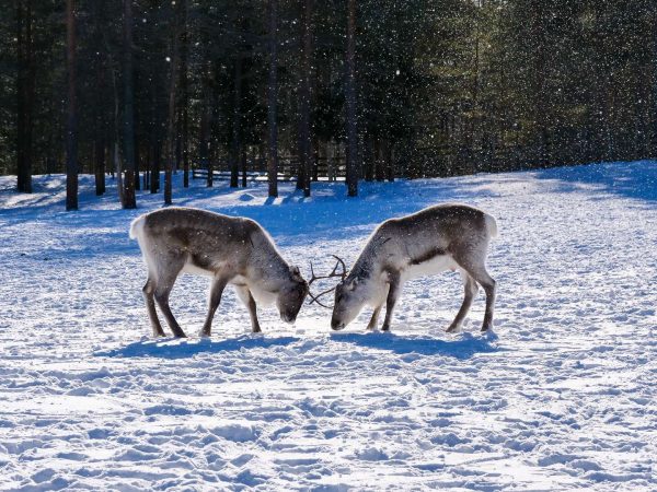 Découvrir Inari: Musée Siida, Déjeuner au Feu Ouvert & Visite de la Ferme de Rennes
